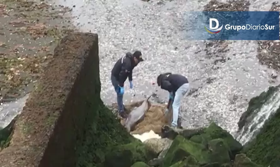Una tonina fue encontrada varada en costanera de Puerto Montt