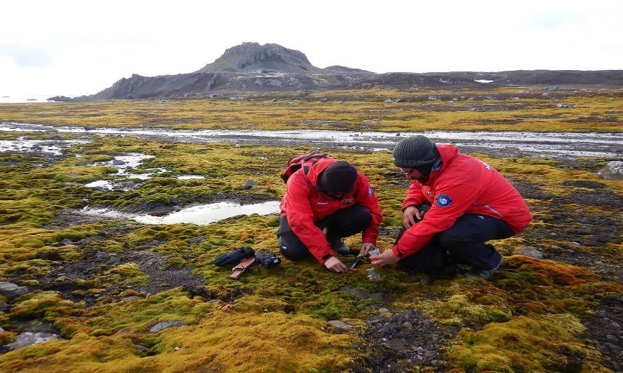Investigadores recolectan más de 60 hongos en la Antártica para determinar efectos benéficos contra el Alzheimer
