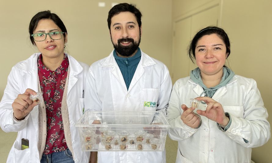 Ingenieros en alimentos de INIA Remehue hacen estudio de consumidores de barras de cereales hechas con algas marinas
