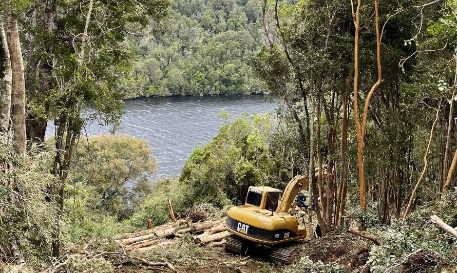 Intervención Ilegal en Bosque Nativo: CONAF Descubre Construcción de Camino sin Permisos en Chonchi