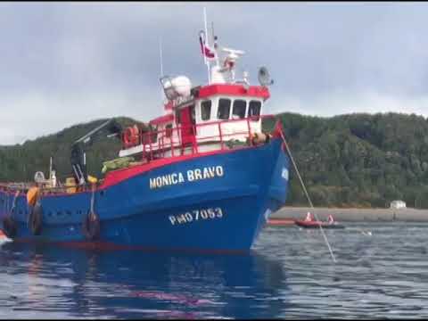 Comenzó retiro de salmones muertos en wellboat hundido