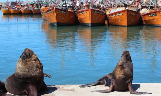 Pescadores valoran que se estudien soluciones para el problema de los Lobos Marinos