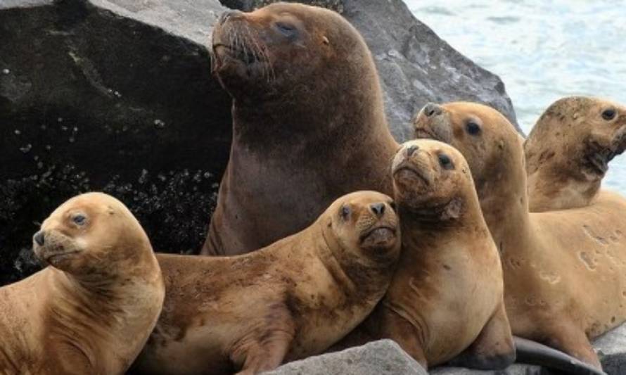 Pescadores artesanales preocupados por ataques de lobos marinos