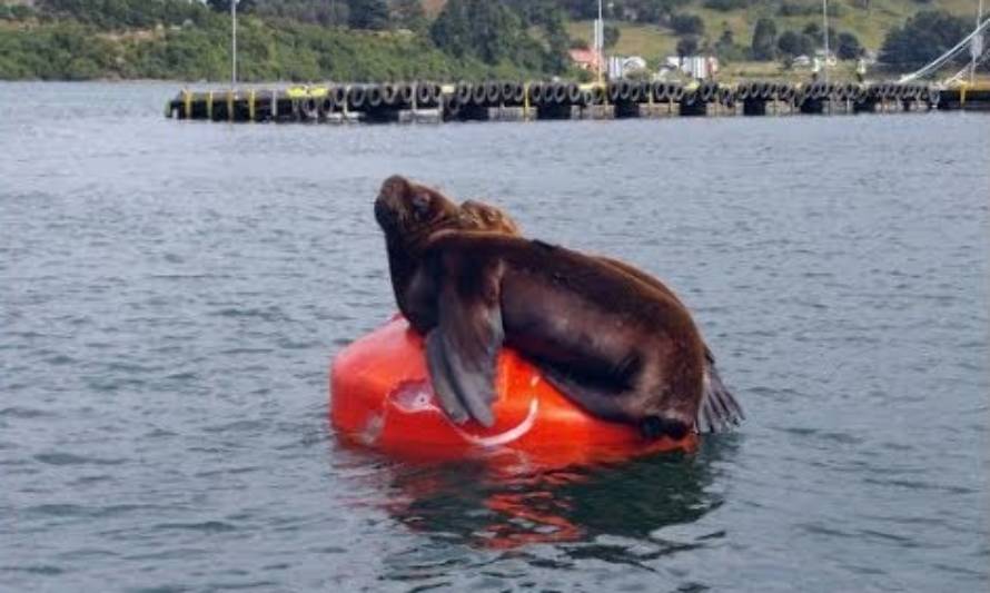 Implementará plan piloto para disminuir perjuicios del lobo marino a la pesca artesanal