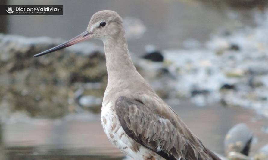 En Chiloé estudian aves migratorias que vuelan más de 10.000 kilómetros sin escalas