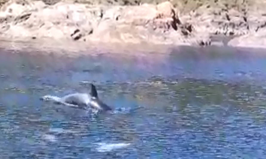 Avistan orcas en caleta La Arena