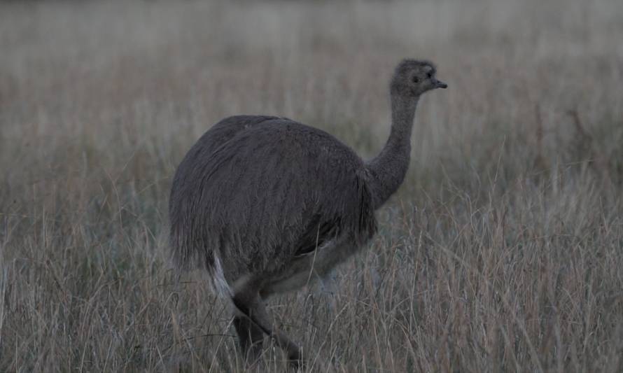 Liberan ñandúes en Parque Nacional para recuperar la especie