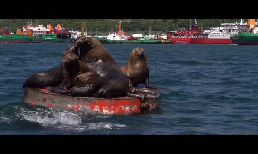 Crece preocupación por eventual ataque de lobos marinos a recursos de la pesca artesanal