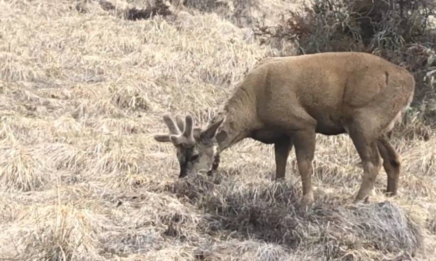 Crean corredor de huemules en la región de Aysén