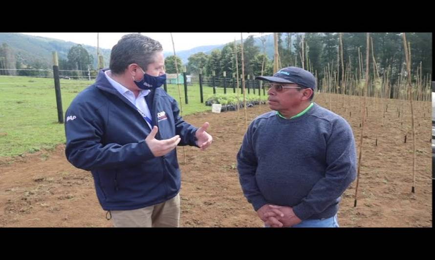 Novedoso proyecto busca el cultivo de vides en la provincia de Osorno