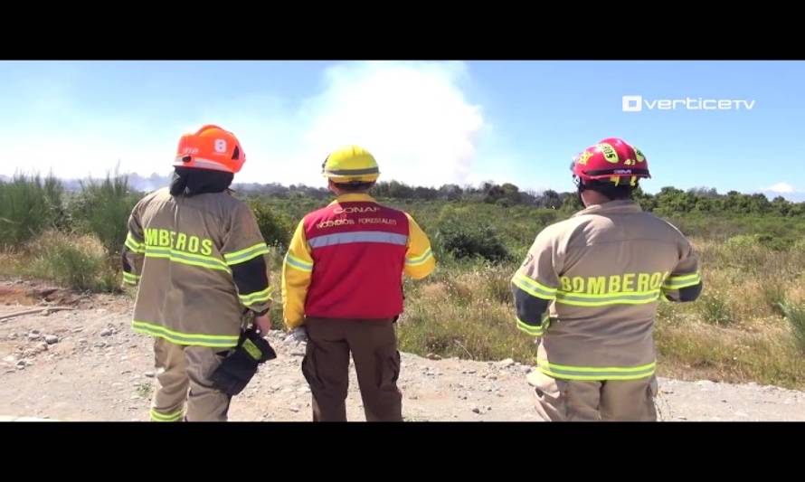 CONAF prevé complejo panorama producto del florecimiento del chacay