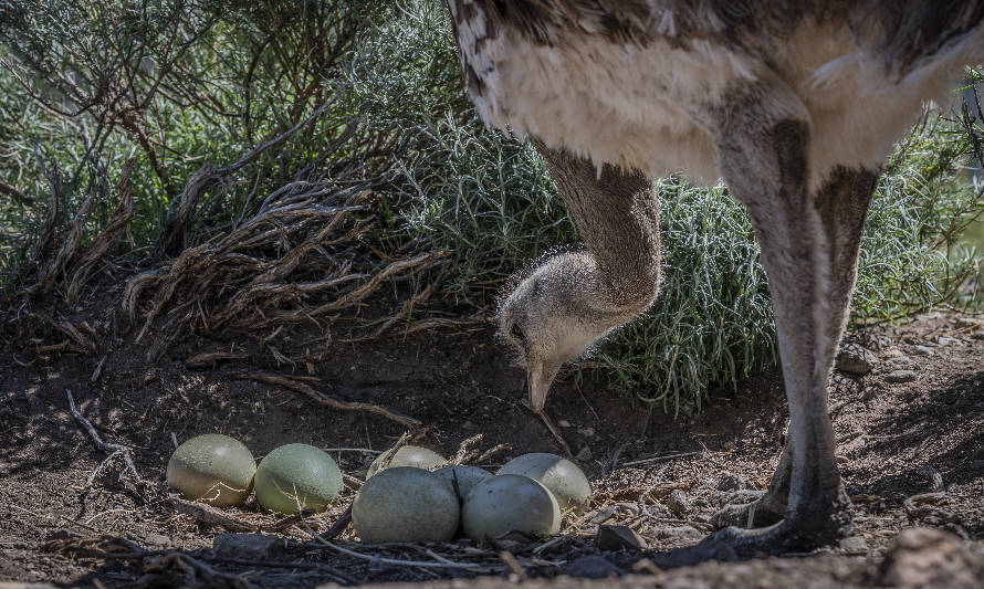 Nacen primeros polluelos de ñandú en centro de conservación de la Patagonia Chilena