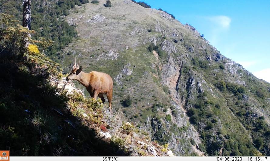 Jóvenes apoyan retiro de cercos en Cerro Castillo para proteger al huemul