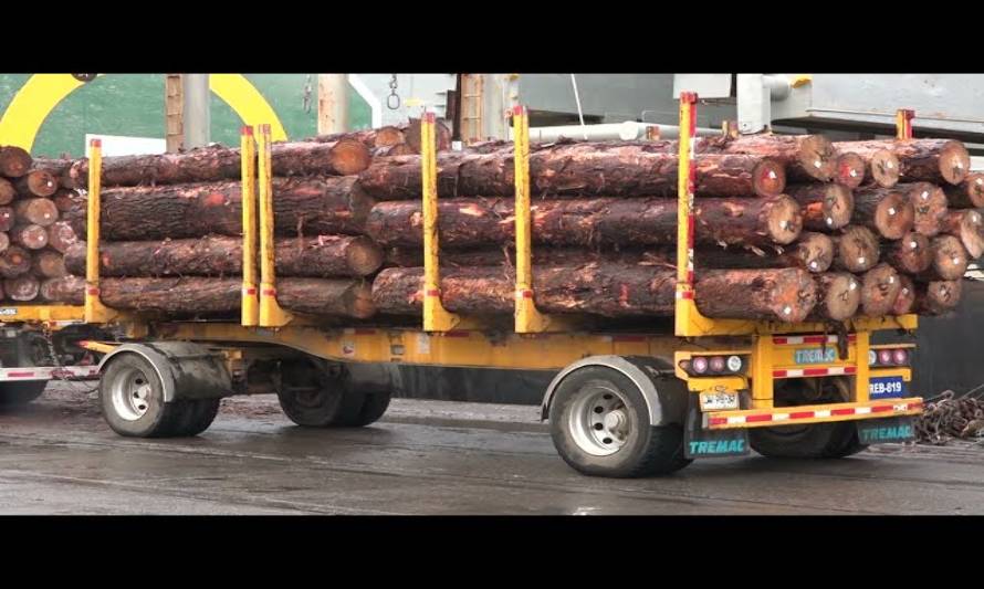 110 mil troncos de pino están serán exportados desde la Región con destino a China
