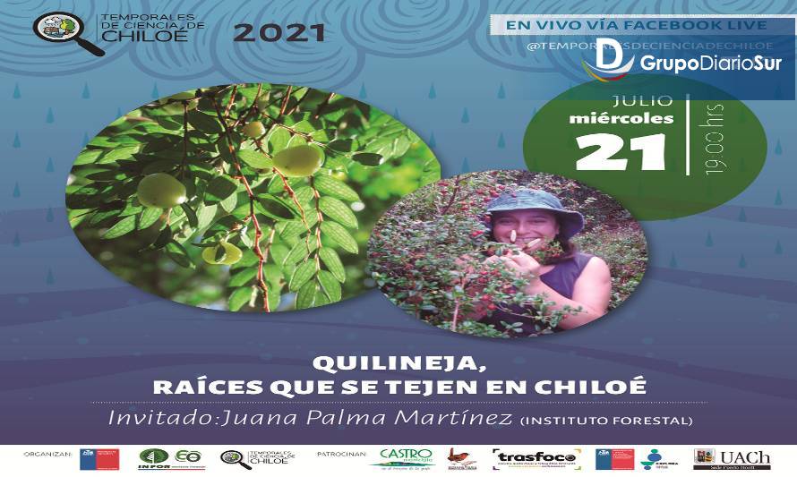 Hoy Temporales de Ciencia de Chiloé invitan a descubrir aspectos únicos del bosque nativo: Quilineja, raíces que se tejen en Chiloé