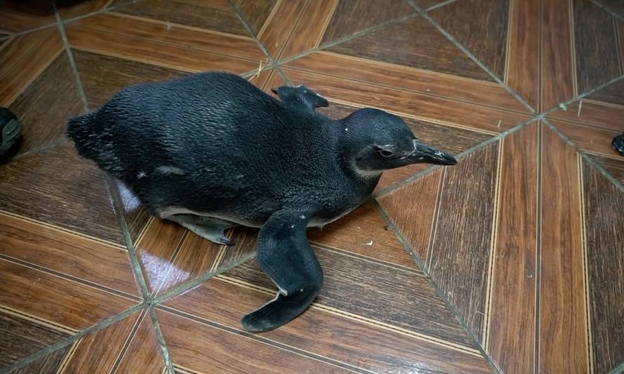 Hasta con acupuntura buscan recuperar a pingüino encontrado si movilidad de sus patas