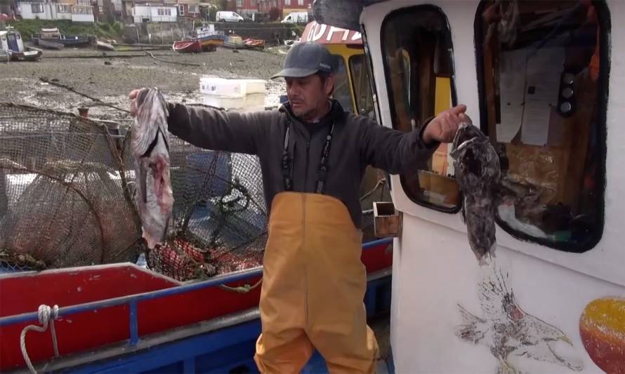 Pescadores artesanales preocupados por situación de lobos marinos