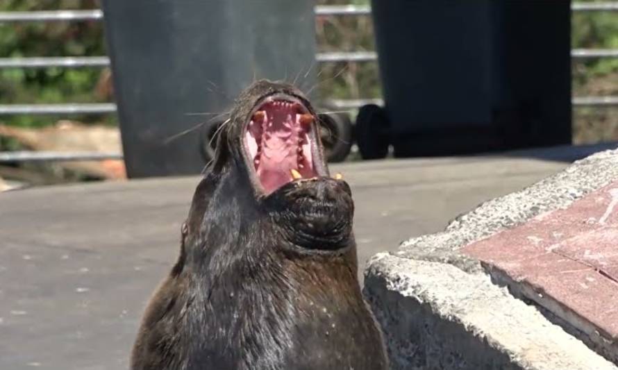 Lobo marino mordió a hombre en Angelmó: Llaman al cuidado con los mamíferos