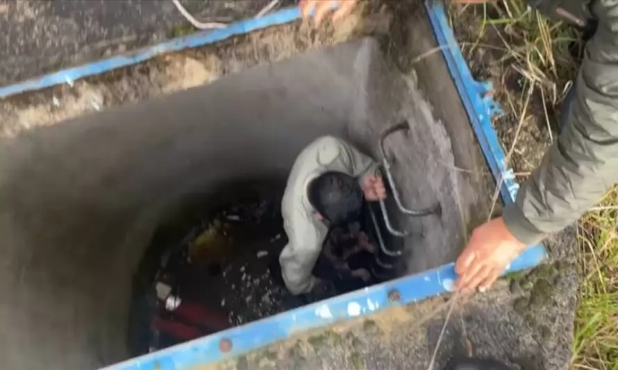 Rescatan a perro desde un pozo de alcantarilla en Puerto Montt