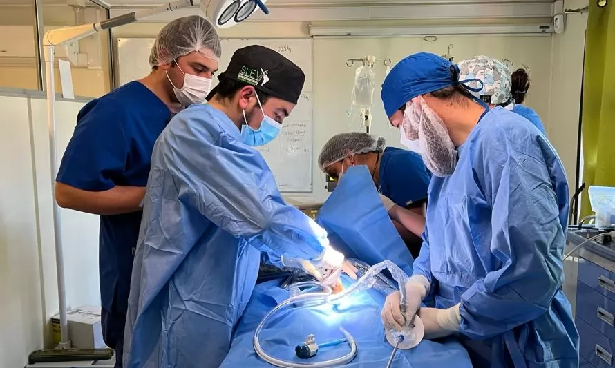 Hospital Veterinario Santo Tomás Puerto Montt realizó primera cirugía laparoscópica