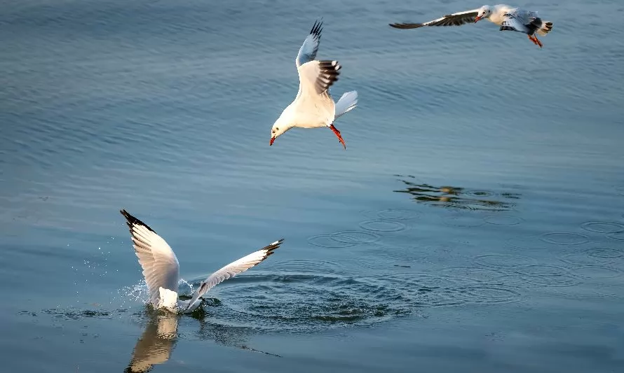 Autoridades llaman a evitar contacto con aves silvestres y animales marinos por influenza aviar