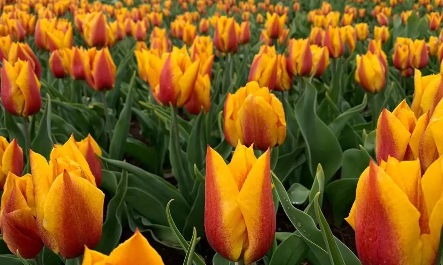 SAG certifica exportación de bulbos de tulipán