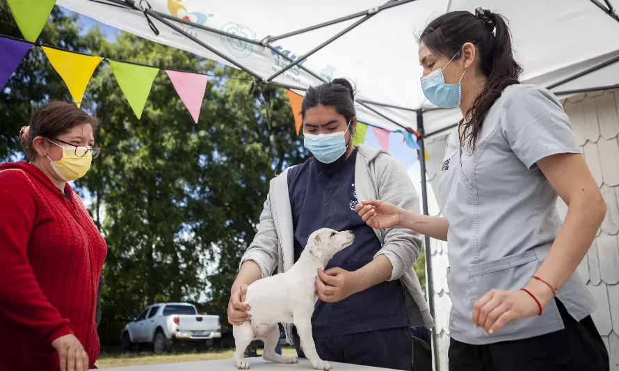 Municipalidad de Puerto Varas realizará mil esterilizaciones de mascotas enfocadas principalmente en sectores rurales