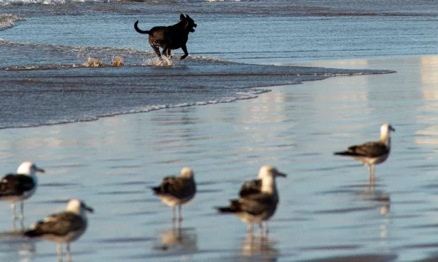 ¿Cómo cuidar a nuestras mascotas frente al aumento de casos de gripe aviar en Chile?