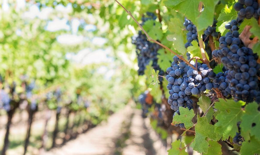 Productores de Aysén amplían la frontera vitivinícola  hacia las zonas australes extremas