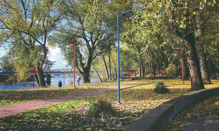 Municipalidad de Osorno podará más de 100 árboles en parque de esta comuna