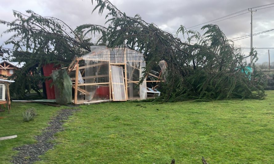 Árbol cayó sobre vivienda en sector rural de Villa Alegre en Frutillar