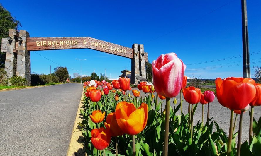 En Puyehue realizan plantación de los primeros 10 mil tulipanes de esta temporada 