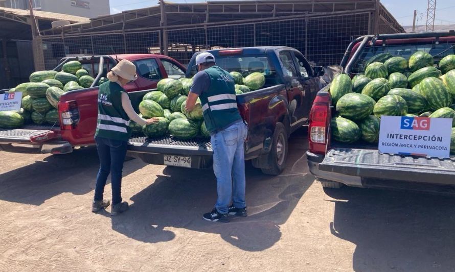 SAG en alerta por vegetales que ingresan ilegalmente a Chile con residuos de plaguicidas prohibidos