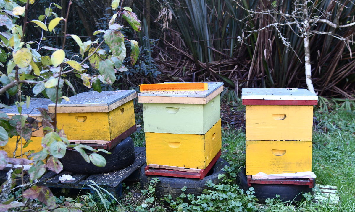 Municipalidad de Pto. Montt fortalecerá presencia en el mercado de 140 apicultores con miel certificada 