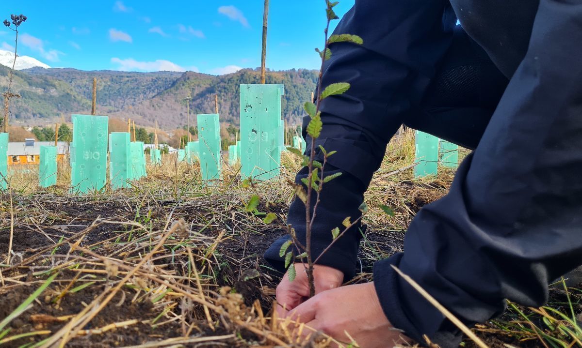 Nestlé se une a plantación de más de 23 mil árboles nativos en el sur de Chile con Fundación Reforestemos