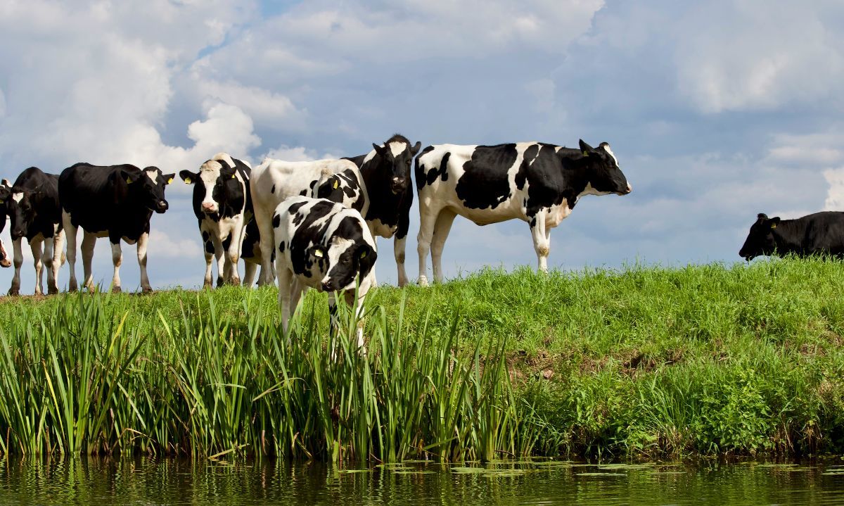 En la Agrupación regional de Los Ríos y Los Lagos, la producción de carne en vara de ganado bovino aumentó 16,2%