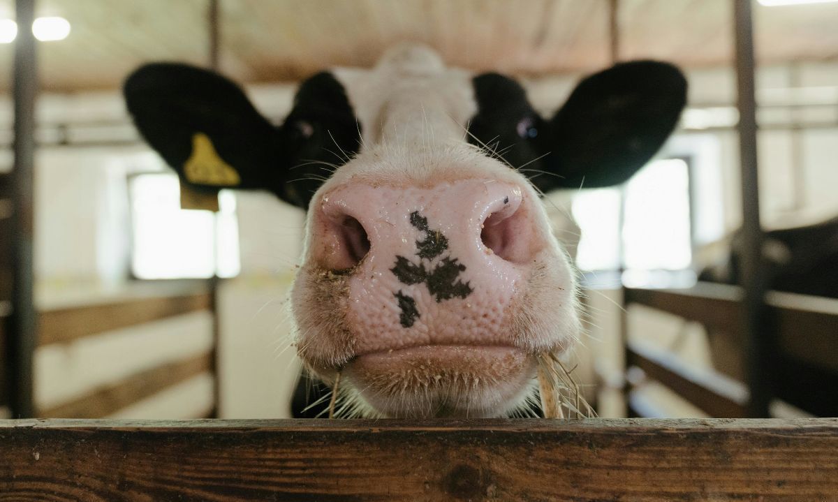 Aumento en la Producción de Carne en Vara en las Regiones de Los Ríos y Los Lagos