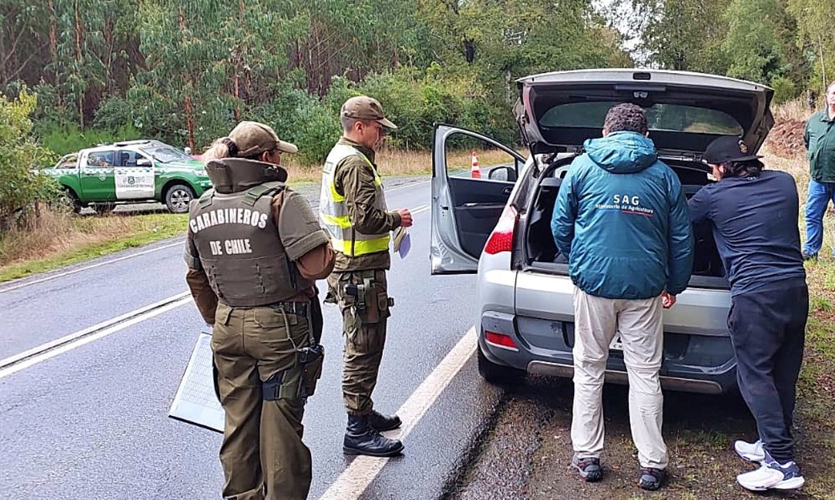 Carabineros refuerza patrulla antiabigeato en la provincia de Llanquihue de cara a Fiestas Patrias