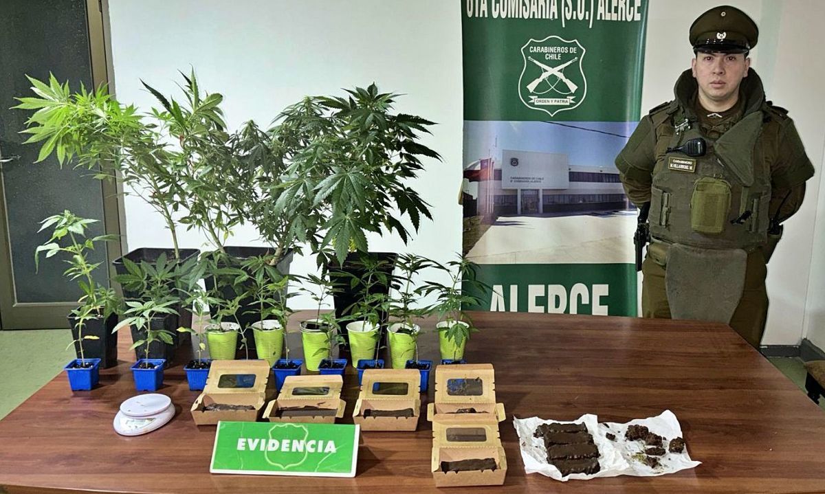 Carabineros de Alerce detiene sujeto por cultivo de marihuana