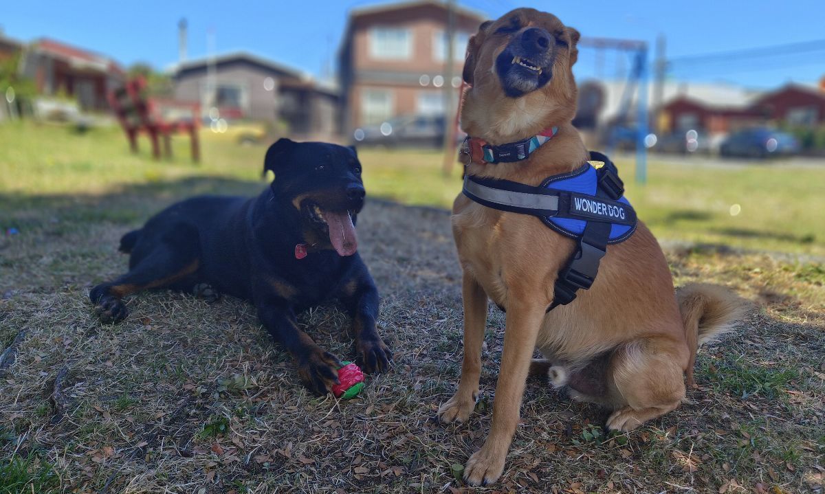 Claves para un viaje seguro y saludable con tu mascota