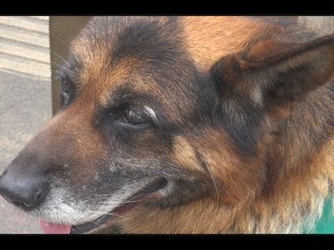 Perro del escuadrón canino de Carabineros pasó a retiro
