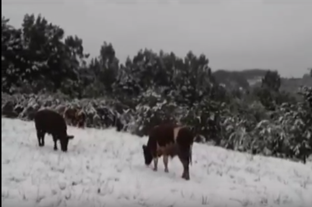 Familias aisladas por nevazones en Cochamó